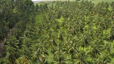 Cocoteros-Verdes-En-Jamaica-Con-Mar-De-Fondo