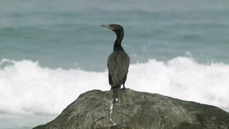 Schwarzer-Kormoranvogel-Auf-Dem-Felsen,-Der-Sich-Umschaut,-Mit-Meereswellen-Im-Hintergrund