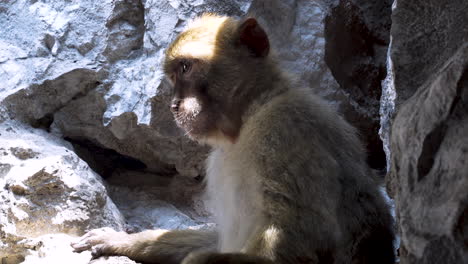 Barbary-macaque-monkey-scratching-itself-with-leg-in-cave,-Gibraltar