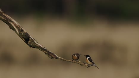 Male-and-female-European-stonechat-interacting-together-perched-on-branch