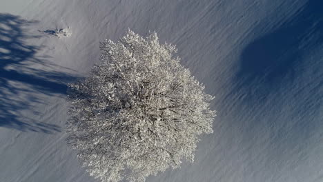 Ascending-aerial-top-down-of-snow-covered-tree-and-snowy-winter-landscape-during-sunlight