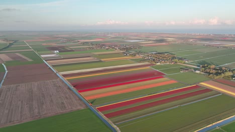 Campos-De-Tulipanes-En-Los-Países-Bajos-1---Amanecer-De-La-Temporada-De-Primavera-De-Holanda-Del-Norte---Droneview-Estabilizado-En-4k