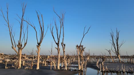 Debris-and-dead-trees-after-disastrous-historical-flood-in-Villa-Epecuen