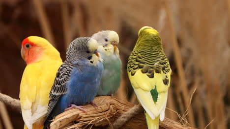 Group-of-pretty-colorful-Canary-Birds-resting-on-branch-in-nature-at-zoo,close-up