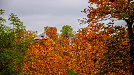 Zeitraffer-Aus-Goldenen-Blättern,-Zweigen-Und-Bäumen-Im-Hintergrund-Mit-Oranger-Farbe