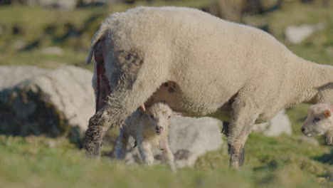 Mother-sheep-and-her-newborn-baby-lamb-standing-underneath-her-in-a-field
