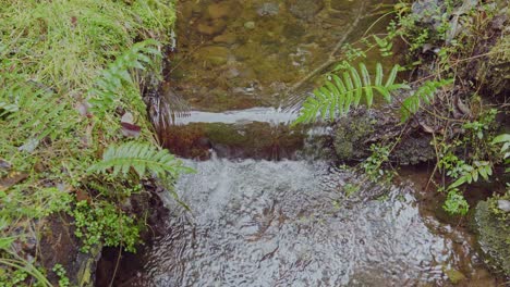 Small-creek-with-cascade-in-the-Alerce-Andino-National-Park,-southern-Chile