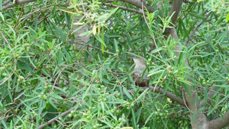 Ofenvogel,-Sommersprossiger-Dornvogel,-Phacellodomus-Striaticollis,-Der-Auf-Einem-Ast-In-Ibera-Feuchtgebieten-Sitzt
