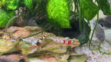 Crystal-red-and-black-taiwan-bee-shrimps-in-a-tropical-fresh-water-aquarium-tetra-fish-tank