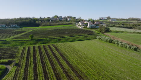 Aerial-View-Of-Lush-Green-Vineyards-In-Rural-Area-Of-Central-Istria-In-Buzet,-Croatia