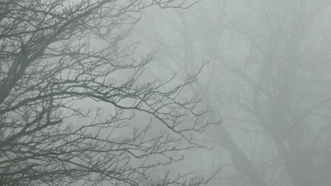 Cold-December-ghostly-haunting-leafless-tree-branches-silhouette-in-dense-Winter-fog-slow-push-in-right