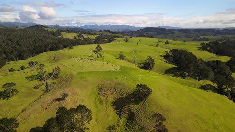 Flying-over-New-Zealand-farm-land-in-the-North-island