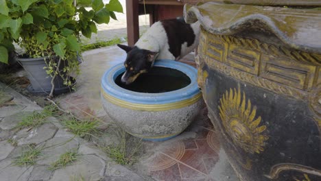 Thailändischer-Hund-Trinkt-Wasser-Aus-Einem-Großen-Blumentopf-Außerhalb-Des-Tempelbereichs-In-Ko-Samui