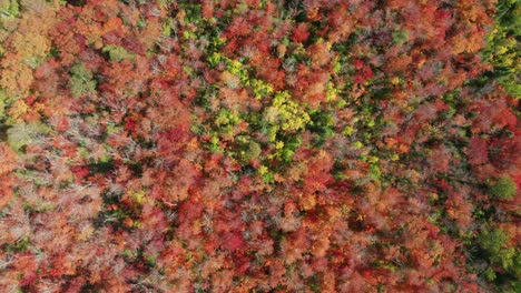 Aerial-top-down,-vibrant-red-orange-yellow-autumn-forest-trees