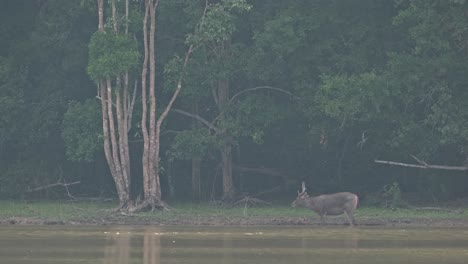 A-Stag-facing-towards-the-left-shaking-its-head-several-times-during-a-foggy-afternoon-at-a-lake-in-a-rainforest