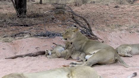 A-smooth-steady-clip-of-a-female-lion-and-her-cubs-playing-and-relaxing-in-the-early-evening-on-this-South-African-Reserve
