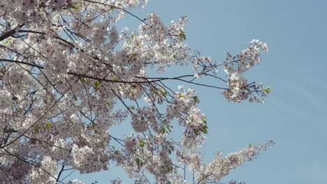 Close-up-of-cherry-tree-branches-covered-in-flowers