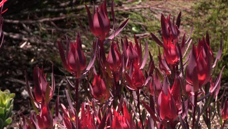 Proteas-Del-Reino-Floral-Del-Cabo