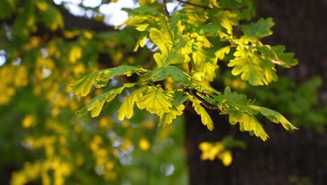 Closeup-of-yellow-green-Oak-tree-leaf,-sunlight-shining-through,-handheld
