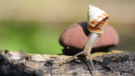 snail-crawling-on-red-mushroom