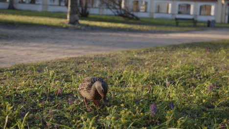 Female-brown-duck-is-looking-for-food-in-grassy-are-in-public-park