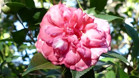 Pink-Flower-at-botanical-garden,-California