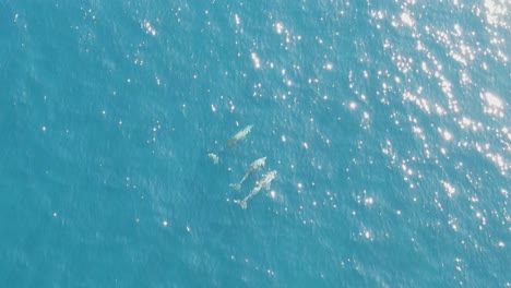 Top-down-close-drone-footage-of-three-dolphins-swimming-in-a-turquoise-ocean