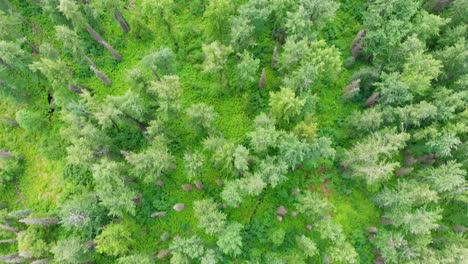 4K-Drone-Video-of-Cottonwood-Trees-and-Cow-Parsnip-along-Troublesome-Creek-near-Denali-State-Park-in-Alaska