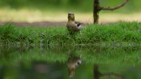 Low-close-static-shot-of-a-finch-standing-on-the-edge-of-a-mirror-flat-pond-with-a-beautiful-reflection-drinking-water,-slow-motion