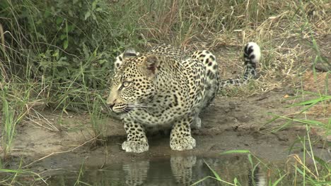 Ein-Sehr-Nervöser-Leopard,-Der-Trinkt,-Aber-Die-Wasserstelle-Im-Auge-Behält