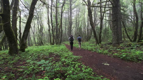 Two-hikers-walk-down-wide-path-through-forest-covered-in-morning-mist