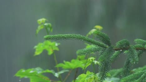 Spruce-Branch-Swaying-In-Heavy-Rainfall,-Maple-In-The-Background