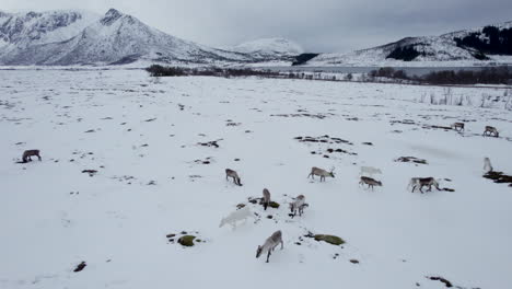 Reverse-flyover-of-a-herd-of-domestic-reindeer-grazing-in-a-snowy-field-near-a-lake-with-grand-mountains-in-the-background-on-a-cloudy-day