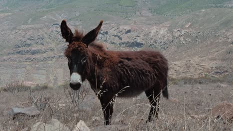 Furry-donkey-looking-at-camera