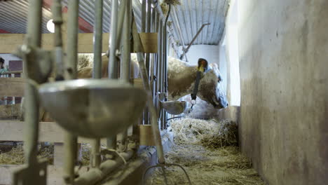 HANDHELD---A-cow-that-is-being-milked-with-its-head-through-the-bars-eating