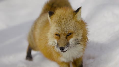 Beautiful-Fox-in-the-Snow