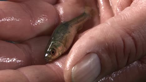 A-Single-Tiny-Minnow-Fish-On-A-Human-Hand