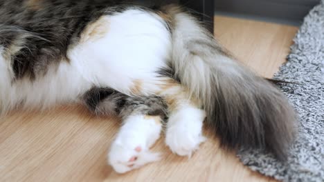 Beautiful-domestic-cat-laying-on-floor-and-wiggle-trail,-motion-view