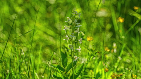 Green-Platanthera--in-the-wild-nature-grass