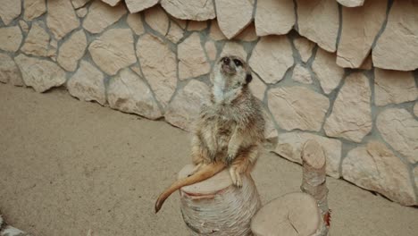 Portrait-Of-A-Slender-tailed-Meerkat-At-Oliwa-Zoo-In-Gdansk,-Poland