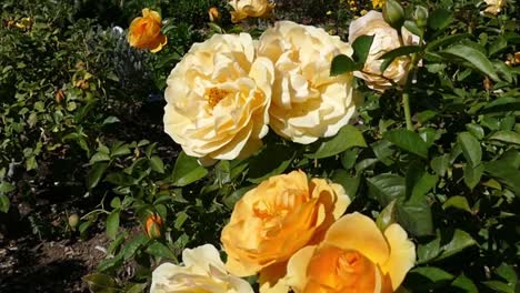 Yellow-roses-at-a-botanical-gardens-in-California,-USA