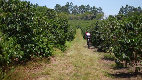 cyclist-riding-through-coffee-plantations,-coffee-farm,-coffee-plantation