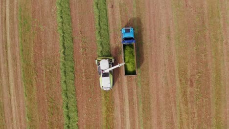 Weizensilage-Pflückprozess-Nach-Der-Ernte-In-Einen-LKW-Anhänger,-Luftaufnahme