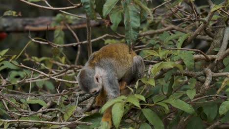 Squirrel-Monkey-Goes-Down-The-Tree-In-The-Jungle---close-up