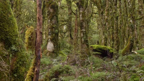 Deslizador,-Revelando-Un-Exuberante-Bosque-Nativo-Cubierto-De-Musgo-De-Nueva-Zelanda,-Pista-De-Routeburn
