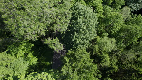 Drohne-Fliegt-über-Einen-Grünen-Wald-Und-Enthüllt-Eine-Straße-Unter-Den-Bäumen
