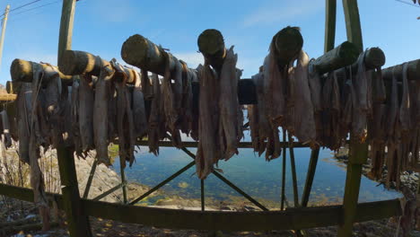 Truck-left-shot-of-traditional-stockfish-drying-on-wooden-racks-with-the-clear-blue-green-calm-ocean-in-the-background,-handheld