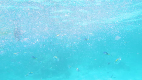 Taucher-Greift-Unter-Wasser-Nach-Tropischen-Fischen,-Aufnahme-Aus-Der-Perspektive