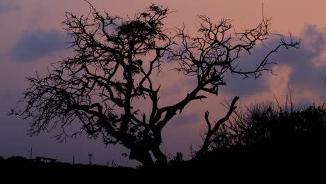 Leafless-tree-and-branches-silhouetted-shaking-in-the-wind