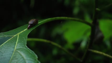 Close-up-shot-of-brown-baby-snail-resting-on-leaf-of-a-plant-in-deep-jungle-of-Indonesia